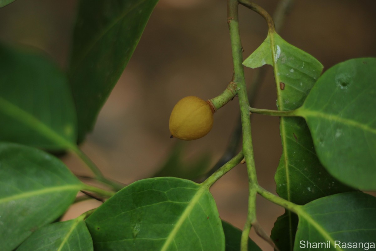 Myristica ceylanica A.DC.